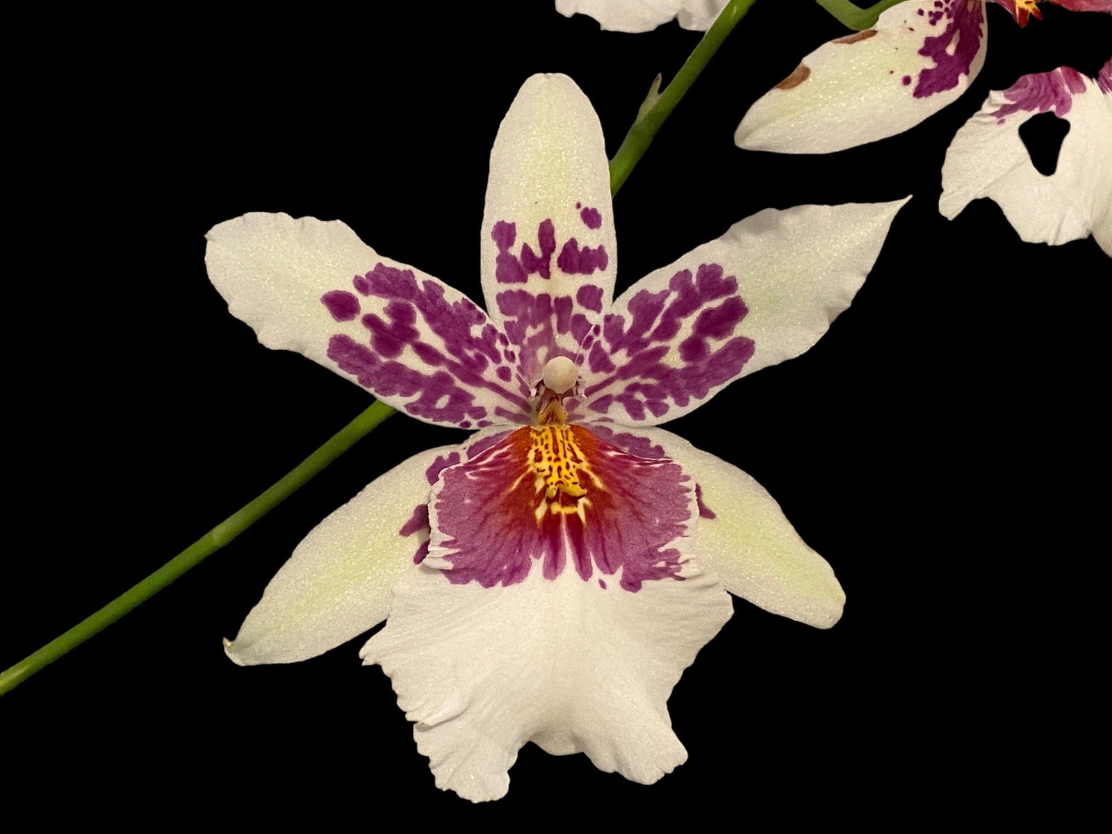 il_fullxfull.4856313690_ejbx.jpg DOUBLE SPIKES - Bllra. Big Shot ‘Hilo Sparkle’ (3.5” pot) - Image 1