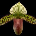 Paphiopedilum Chiara (Iawrenceanum v. hyeanum x sukhakulii) (BS 3.5” Pot)