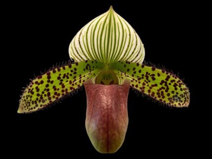 Paph. Chiara (Iawrenceanum v. hyeanum x sukhakulii) (BS 3.5” Pot)
