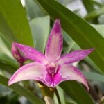 Dendrobium Purple Zip ‘SVO’ x Dendrobium King Zip ‘Ted Splash’ (3.5” Pot)