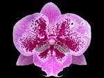 Phalaenopsis Large I-Hsin Dream Bubble BloomingSize (4.5" pot)