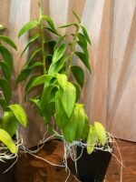 Dendrobium Antennatum - Multi-Growths (BS, 3.5" pot) - Image 6