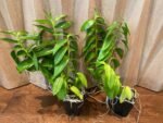 Dendrobium Antennatum - Multi-Growths (BS, 3.5" pot) - Image 4