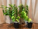 Dendrobium Antennatum - Multi-Growths (BS, 3.5" pot) - Image 7