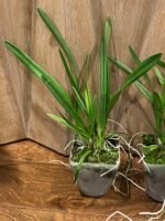 Encyclia alata x sib (3.5” pot) - Image 4