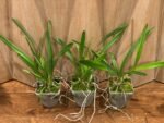 Encyclia alata x sib (3.5” pot) - Image 3