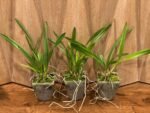 Encyclia alata x sib (3.5” pot) - Image 2