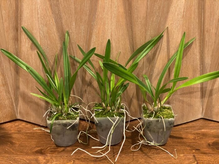 Encyclia alata x sib (3.5” pot) - Image 2