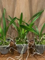 Encyclia alata x sib (3.5” pot) - Image 5