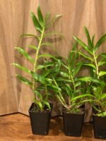 Dendrobium tanii x sib (3.5” pot) - Image 4