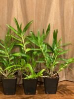 Dendrobium tanii x sib (3.5” pot) - Image 5