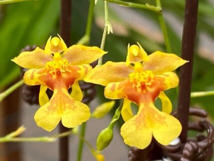 DOUBLE  SPIKES Oncidium Yi-Ying Shiny Gold (3.5” Pot)