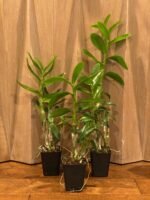 Dendrobium tangerinum x sib (Multi-growths, 3.5” pot) - Image 3