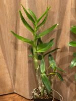 Dendrobium tangerinum x sib (Multi-growths, 3.5” pot) - Image 6