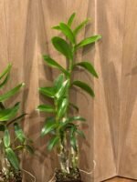 Dendrobium tangerinum x sib (Multi-growths, 3.5” pot) - Image 7