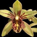 IN SPIKE Grammatocymbidium Pakkret Carnival  (4.5” Pot)