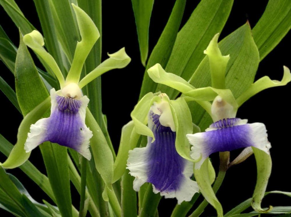 il_fullxfull.4878604552_gkq0.jpg Cochleanthes aromatica x self (3.5” Pot) - Image 1