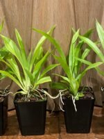 Cochleanthes aromatica x self (3.5” Pot) - Image 5