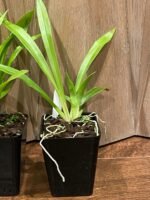 Cochleanthes aromatica x self (3.5” Pot) - Image 6
