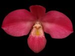 IN SPIKE - Phrag. Ula’ula (Eric Young ‘R.F’ × Haley Decker #1) (4.5" pot)