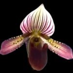 Paph. Virginia Creeper (barbatum x acmodontum) (2” pot)