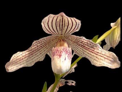 In Spike Paph. Greyi alba x Kolopakingii var. Topperi ‘Crown’  (5” pot)