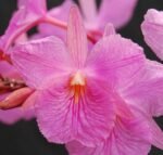 In Spike - Broughtonia sanguinea ‘Pink Moon’ × sanguinea 4N (3” pot)
