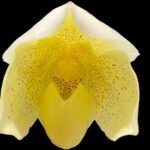 Paph. Goldenrod x QF Mini (2” pot)