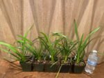 Cymbidium Vanessa Amorosi (3.5" pot) - Image 3