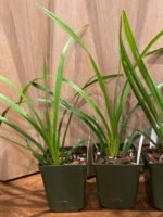 Cymbidium Vanessa Amorosi (3.5" pot) - Image 4
