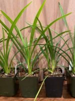 Cymbidium Vanessa Amorosi (3.5" pot) - Image 5