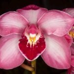 Cymbidium Vanna Rose (Warm Tolerant, 5” pot)