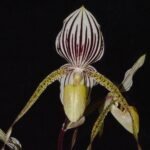 Paph. Saint Swithin (rothschildianum x philippinese)