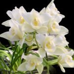 Cymbidium Passionate Rod (3.5" pot)