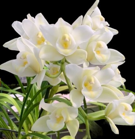 Cymbidium Passionate Rod (5" pot)