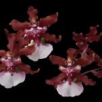 Oncidium Sharry Baby ‘Sweet Fragrance’ AM/AOS (3.5” pot)