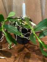 Fragrant Dendrobium Nestor S/A ‘April’× rhodopterygium S/A ‘#4’ (4” Pot) - Image 3