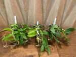 Fragrant Dendrobium Nestor S/A ‘April’× rhodopterygium S/A ‘#4’ (4” Pot) - Image 6