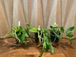 Fragrant Dendrobium Nestor S/A ‘April’× rhodopterygium S/A ‘#4’ (4” Pot) - Image 7
