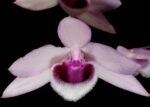 Fragrant Dendrobium Nestor S/A ‘April’× rhodopterygium S/A ‘#4’ (4” Pot)