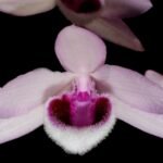 Fragrant Dendrobium Nestor S/A ‘April’× rhodopterygium S/A ‘#4’ (4” Pot)