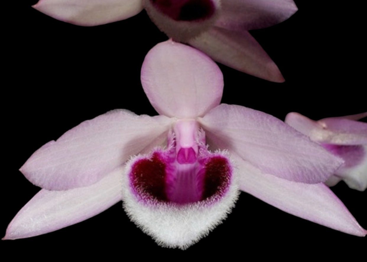 il_fullxfull.4903738124_od7y.jpg Fragrant Dendrobium Nestor S/A ‘April’× rhodopterygium S/A ‘#4’ (4” Pot) - Image 1