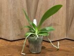 In Spike Phalaenopsis cornu-cervi var vini ‘Wan-Kou’ (3” Pot) - Image 4