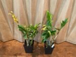 IN SPIKE Dendrobium tangerinum Multi-growths (3.5” Pot) - Image 4