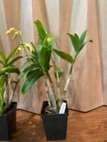 IN SPIKE Dendrobium tangerinum Multi-growths (3.5” Pot) - Image 5