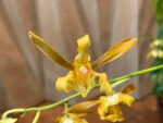 Dendrobium tangerinum x sib (Multi-growths, 3.5” pot) - Image 2