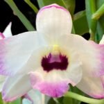 In Buds & Fragrant - Dendrobium Love Memory ‘Fizz’ (4.5” pot)
