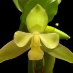 Lycaste Lemon Twist (tricolor x macrophylla) (3.5” pot)