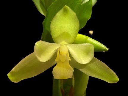 Lycaste Lemon Twist (tricolor x macrophylla) (3.5” pot)