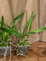 Encyclia alata x sib (3.5” pot) - Image 6